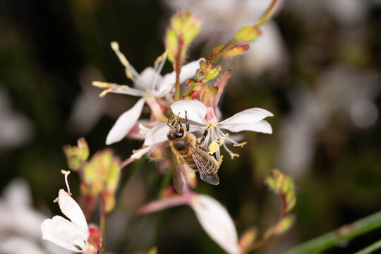 Bio Diversity - Apis mellifera - Honey Bee Feeding on White Gaura Flower