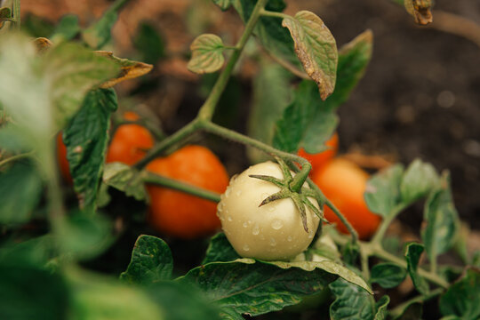 Ripe red tomatoes growing on vine in garden, organic agriculture and fresh harvest concept