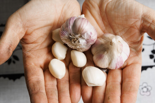 Hardworking farmer hands holding freshly harvested garlic bulbs, organic agriculture and rural farming concept