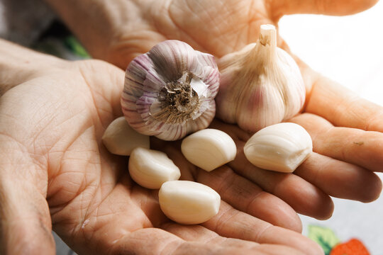 Hardworking farmer hands holding freshly harvested garlic bulbs, organic agriculture and rural farming concept