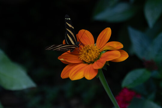 Butterfly on orange flower