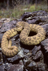 Obraz premium 02915-00314 Western Rattlesnake (Crotalus viridis) MT
