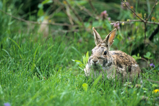 02212-002.15  Eastern Cottontail (Sylvilagus floridanus) Marion Co. IL