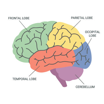 Anatomical human brain diagram showing functional lobes and cerebellum with color sections