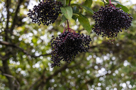 Bunches of ripe black elderberries hanging on an elder tree in autumn