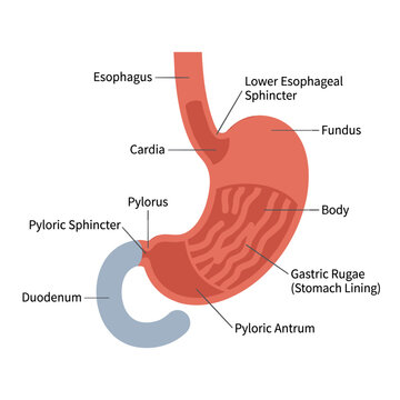 Detailed stomach anatomy diagram showing esophagus cardia fundus and internal gastric rugae