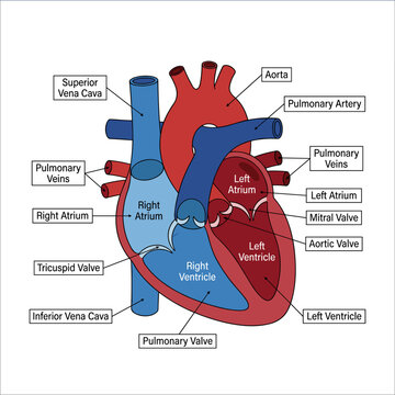 Human heart anatomy diagram showing chambers valves and major blood vessels