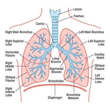 Human lungs anatomy diagram showing bronchial tree lobes and internal respiratory system