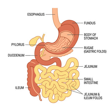 Human digestive system diagram showing stomach, small intestine, and other components