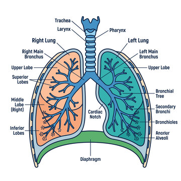 Human lungs and respiratory system diagram with trachea bronchioles and alveoli