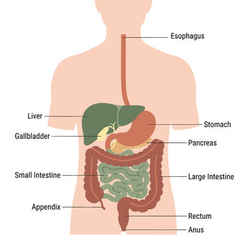 Human digestive system organs diagram with labels for education