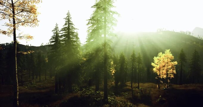 Sunbeams piercing pine forest toward lone birch on small hill, dramatic rays creating luminous atmosphere and warm amber tones across mossy ground