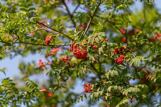 Vibrant clusters of European rowan berries illuminate a sunny summer day in the serene landscape of a forested area