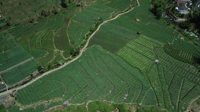 4K aerial drone footage of green shallot terraced fields near river in Pujon, Batu, East Java