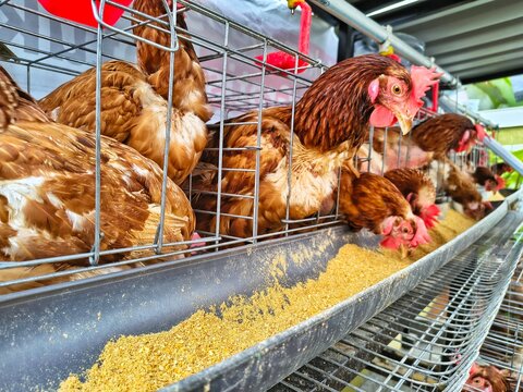 Close up of brown laying hens in wire cages eating yellow feed from a trough at a poultry farm.