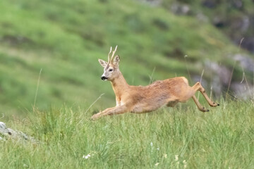 Male European roe deer (Capreolus capreolus) running in a alpine meadow at twilight, Italian Alps, Piedmont. © Dario