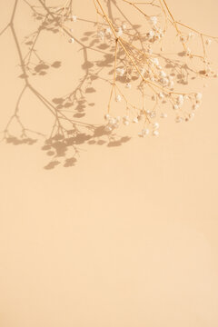 Dry branches cast shadows on a light background in a simple setup showing nature