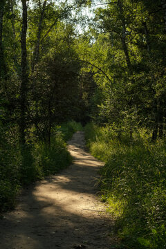 A dirt path in a summer forest illuminated by the evening sun with a deep shadows. Hiking in nature