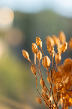 Dried plants stand in sunlight near a window with blurred background trees and soft light