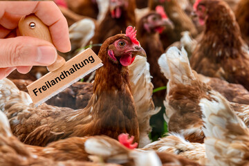 Ein Stempel beschriftet mit dem Aufdruck: Freilandhaltung über einer Herde Hühner auf einer Wiese  - FOTOMONTAGE © Wolfilser