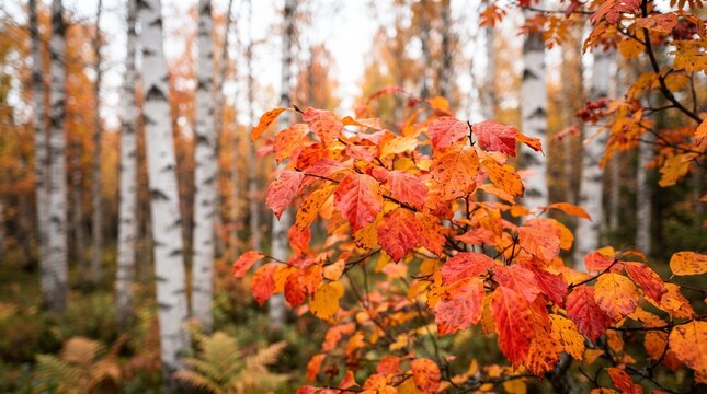 Close-up of vibrant orange and red autumn leaves against a soft-focus background of white-barked birch trees in a sunlit fall forest landscape.