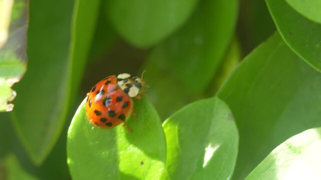 Macro slow-motion footage of a harlequin ladybird or Asian lady beetle (Harmonia axyridis) turning on a bright green leaf before opening its wing cases and flying away. Shot at 100fps, slowed to 25fps