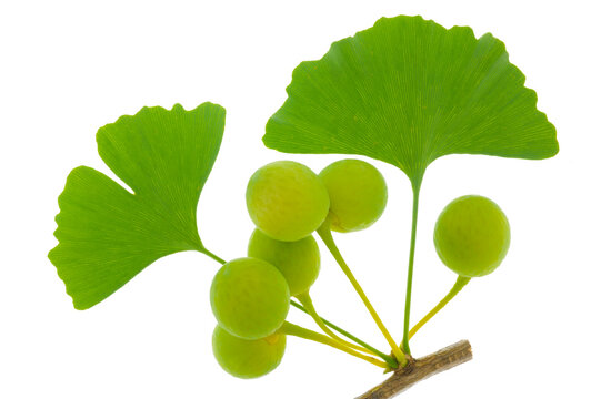 Blatt von einem Ginkgobaum mit Fr&uuml;chten als Nahaufnahme und isoliert &uuml;ber wei&szlig;em Hintergrund