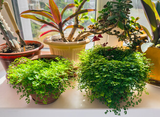 Fototapeta premium Potted house plants sitting on sunny window sill at home