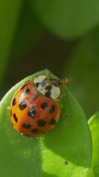 Vertical 9:16 HD macro slow-motion footage of a spotted harlequin ladybird or Asian lady beetle (Harmonia axyridis) feeding while perched on a bright green leaf in natural sunlight. Shot at 100fps.