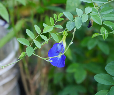 Single vibrant blue butterfly pea flower hanging gracefully from a green stem with a soft blurred background.