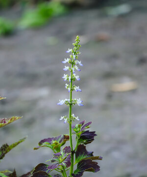 Fresh coleus flower stem with tiny pale blue blossoms growing above rich green and purple leaves.