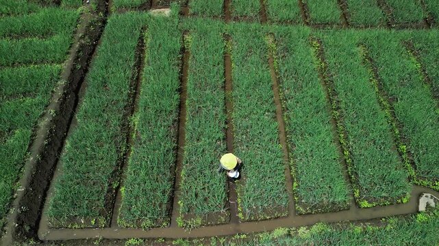 4K aerial drone footage of green shallot terraced fields near river in Pujon, Batu, East Java