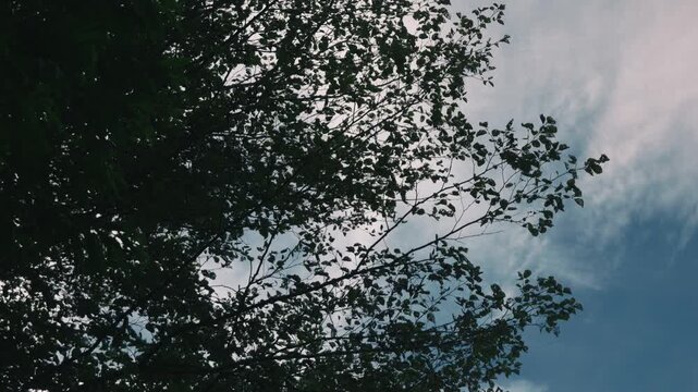 Looking up at delicate branches of a tall tree with drifting clouds in the background
