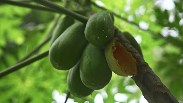 Papaya Fruit Growing on a Tree with Squirrel Feeding Damage, Tropical Fruit Crop and Wildlife Interaction