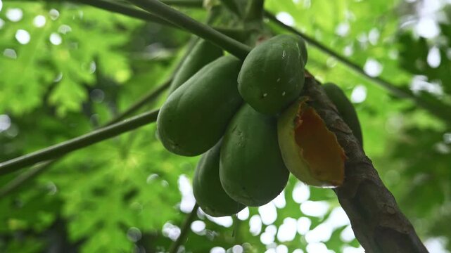 Papaya Fruit Growing on a Tree with Squirrel Feeding Damage, Tropical Fruit Crop and Wildlife Interaction