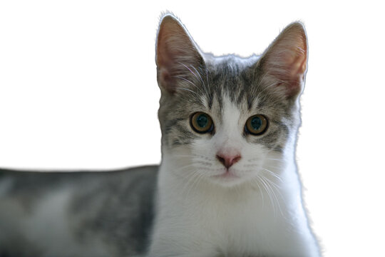 portrait of a small gray and white striped kitten Isolated on transparent background&nbsp;