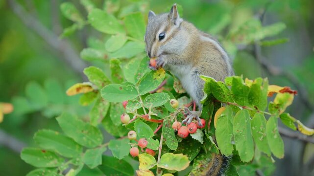 Small striped chipmunk perches on thin branch of rowan tree and eats ripe red berries with tiny paws. Close-up wildlife scene with lush green foliage and soft blurred forest background.