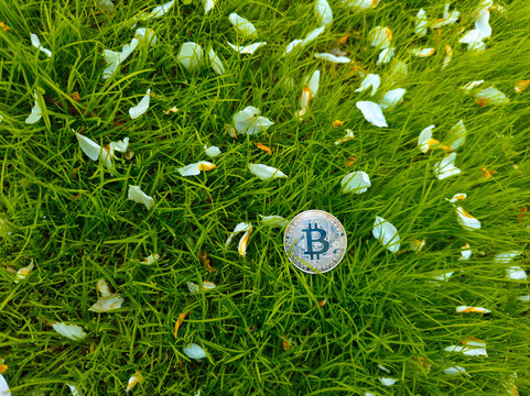 Bitcoin Coin on Green Grass with Flower Petals