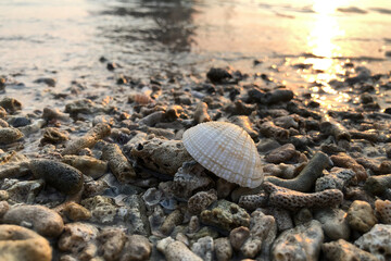 Blood cockles on the seashore © Tantho