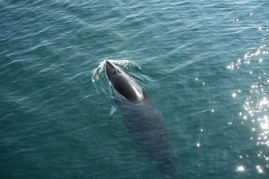 The minke whale, or lesser rorqual, is a species complex of baleen whale.
