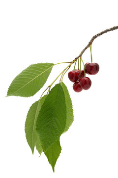 Fresh ripe sweet cherries hanging on tree branch isolated on white background for agriculture concept