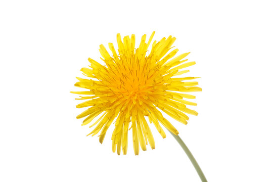 Yellow dandelion flower blooming isolated on transparent background for spring nature concept