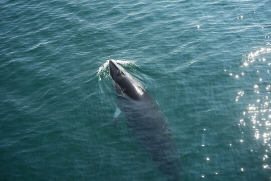 The minke whale, or lesser rorqual, is a species complex of baleen whale.