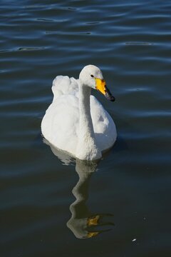 The whooper swan (Cygnus cygnus), is a large northern hemisphere swan. 