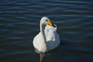 The whooper swan (Cygnus cygnus), is a large northern hemisphere swan.  © Mariusz