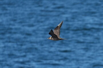 Fototapeta premium The parasitic jaeger or arctic skua (Stercorarius parasiticus), is a seabird in the skua family Stercorariidae.