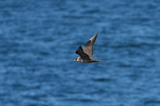 The parasitic jaeger or arctic skua (Stercorarius parasiticus), is a seabird in the skua family Stercorariidae.