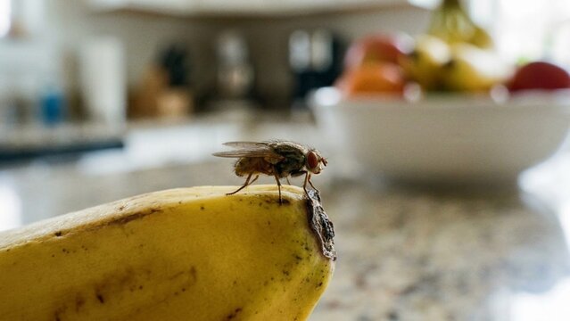 Macro Shot of a Common Housefly Sitting on a Yellow Banana Peel in a Kitchen Environment