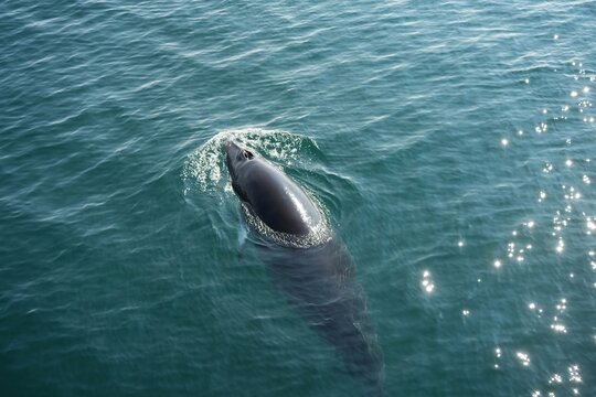 The minke whale, or lesser rorqual, is a species complex of baleen whale.