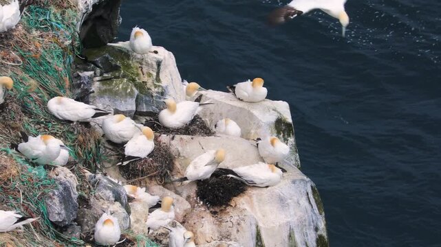 Large gannet colony on an isolated rock island surrounded by crashing waves in the north of Iceland, St&oacute;ri-Karl